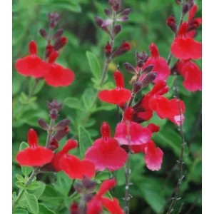 Salvia greggii Arctic Blaze Red - Őszi zsálya