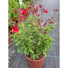 Salvia greggii Arctic Blaze Red - Őszi zsálya