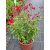 Salvia greggii Arctic Blaze Red - Őszi zsálya