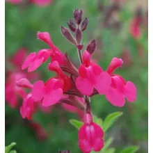 Salvia greggii Arctic Blaze Fuchsia - Őszi zsálya