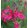 Salvia greggii Arctic Blaze Fuchsia - Őszi zsálya