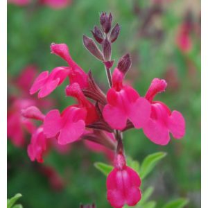 Salvia greggii Arctic Blaze Fuchsia - Őszi zsálya