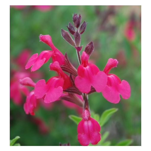 Salvia greggii Arctic Blaze Fuchsia - Őszi zsálya