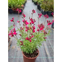 Salvia greggii Arctic Blaze Fuchsia - Őszi zsálya