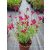 Salvia greggii Arctic Blaze Fuchsia - Őszi zsálya