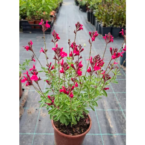Salvia greggii Arctic Blaze Fuchsia - Őszi zsálya