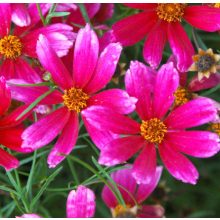 Coreopsis Show Stopper - Menyecskeszem