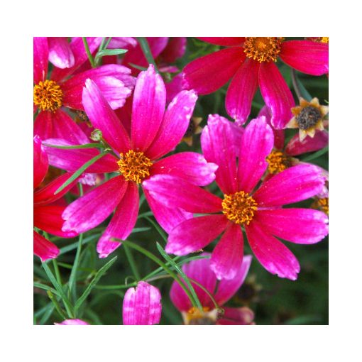 Coreopsis Show Stopper - Menyecskeszem