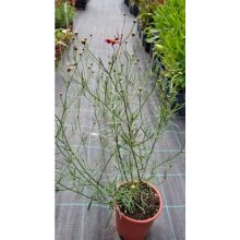 Coreopsis Show Stopper - Menyecskeszem