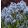 Amsonia tabernaemontana Storm Cloud - Csillagmeténg