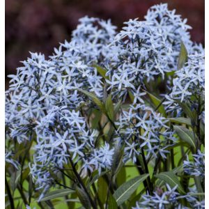 Amsonia tabernaemontana Storm Cloud - Csillagmeténg