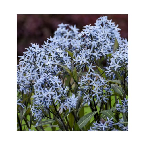 Amsonia tabernaemontana Storm Cloud - Csillagmeténg