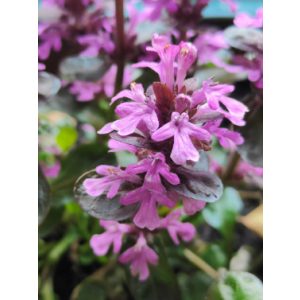 Ajuga reptans Midnight Mystery - Indás ínfű