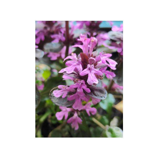 Ajuga reptans Midnight Mystery - Indás ínfű