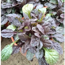 Ajuga reptans Midnight Mystery - Indás ínfű
