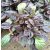 Ajuga reptans Midnight Mystery - Indás ínfű