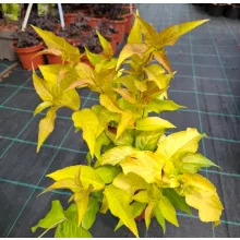 Diervilla sessilifolia Magical Firefly - Kénszínű sárgalonc