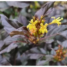 Diervilla sessilifolia Magical Starry Night - Kénszínű sárgalonc