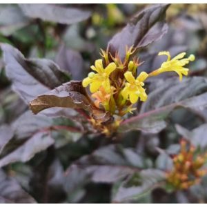   Diervilla sessilifolia Magical Starry Night - Kénszínű sárgalonc