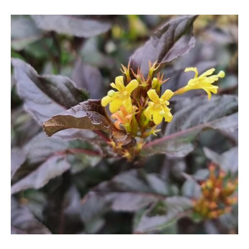 Diervilla sessilifolia Magical Starry Night - Kénszínű sárgalonc