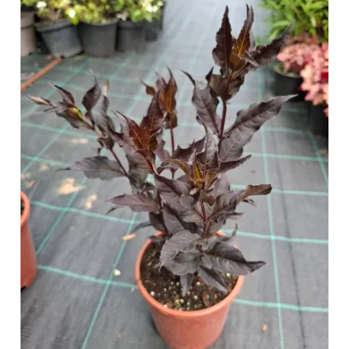 Diervilla sessilifolia Magical Starry Night - Kénszínű sárgalonc