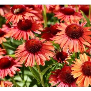 Echinacea Meditation Orange - Kasvirág