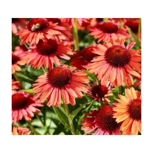 Echinacea Meditation Orange - Kasvirág