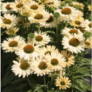 Echinacea Sensation Mango - Kasvirág