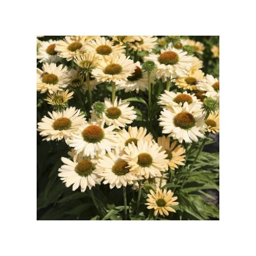 Echinacea Sensation Mango - Kasvirág