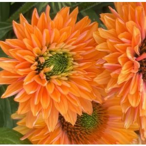 Echinacae SunSeakers Pumpkin Pie - Kasvirág