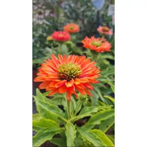 Echinacae SunSeakers Pumpkin Pie - Kasvirág