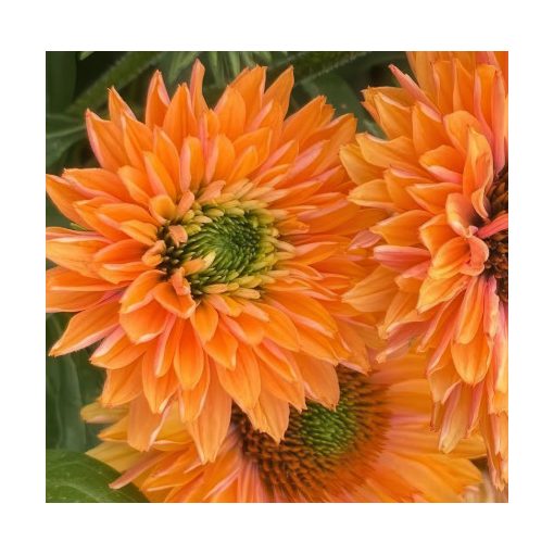 Echinacae SunSeakers Pumpkin Pie - Kasvirág