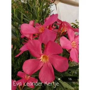 Leander Rosa Bartolini (16)