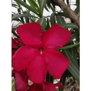 Leander Antares/Skorpió szíve (23)