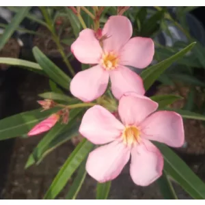 Leander Dottore Attilio Ragioneri (25)