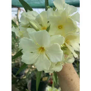 Leander Sorrento (84)