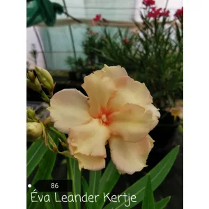 Leander Narancsszoknyás Ballerina (86)