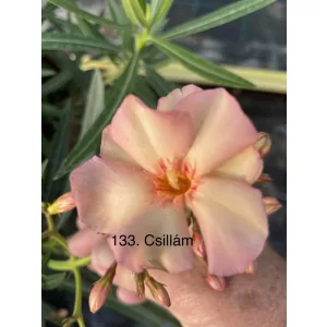 Leander Csillám (M.P.J.) (133)