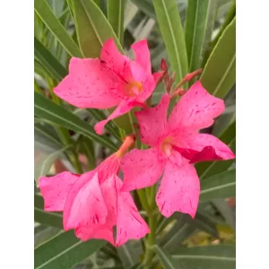 Leander Eve (B.É.) (136)