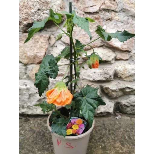 Selyemmályva - Abutilon sp Orange