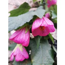 Selyemmályva - Abutilon sp Lila