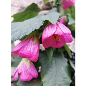 Selyemmályva - Abutilon sp Lila