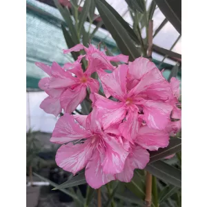 Leander Mátrai Cifra (241)