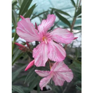 Leander Sophia D (242)