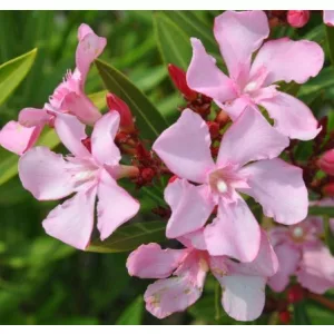 Leander Atlas Nain de Tidili (258)