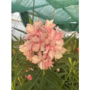 Leander Madárcsicsergés (264)