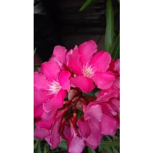 Leander Eus (T.N.K.) (285)