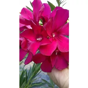 Leander Debreceni Lucifer (T.N.K.) (304)