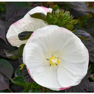   Hibiscus moscheutos Summerific Cookies and Cream - Mocsári hibiszkusz