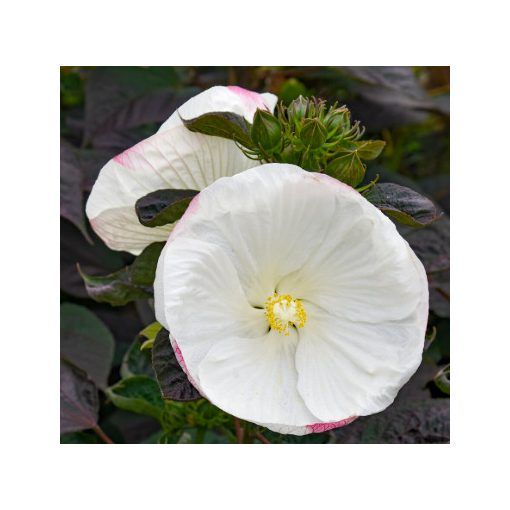 Hibiscus moscheutos Summerific Cookies and Cream - Mocsári hibiszkusz
